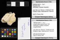 Foto (Objekt + Etiketten) von Longodromites angustus (Reuss 1858) 